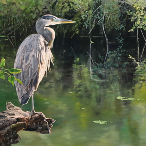 Studying the Stream (Blue Heron). Oil on Panel, 35" x 20"